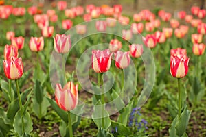 Beautiful tulip flower and green leaf background in the garden a