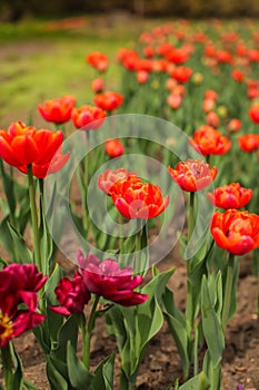 Beautiful tulip flower and green leaf background in the garden at sunny summer or spring day, selective focus