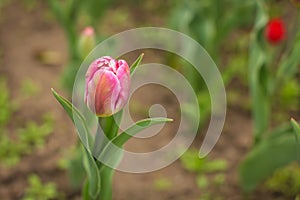 Beautiful tulip flower and green leaf background in the garden at sunny summer or spring day, selective focus