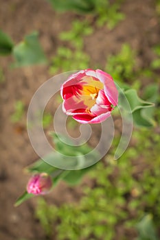 Beautiful tulip flower and green leaf background in the garden at sunny summer or spring day, selective focus