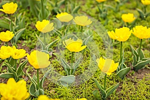 Beautiful tulip flower and green leaf background in the garden at sunny summer or spring day, selective focus