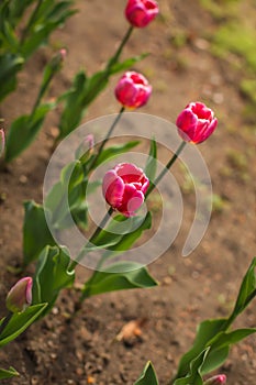 Beautiful tulip flower and green leaf background in the garden at sunny summer or spring day, selective focus