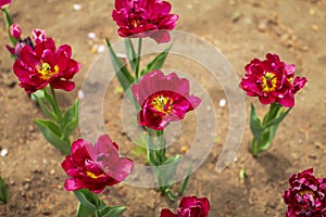 Beautiful tulip flower and green leaf background in the garden at sunny summer or spring day, selective focus