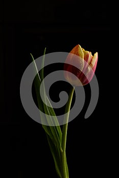 Beautiful Tulip flower isolated on a black background