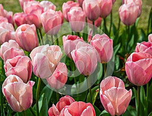 Beautiful tulip flower pink Apricot Impression