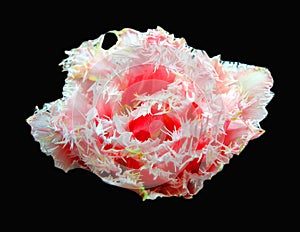 Beautiful tulip flower of red wite color unusual shape as carnation isolated on black background closeup