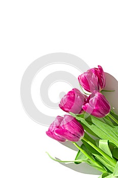 Beautiful tulip flowers bouquet closeup on white background with shadow. Spring floral and greeting card theme. Nature concept.