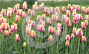 Beautiful tulip flowers at Eden in Indira Gandhi Memorial Tulip Garden Srinagar is AsiaÃ¢â¬â¢s largest such garden at Srinagar, Jammu photo