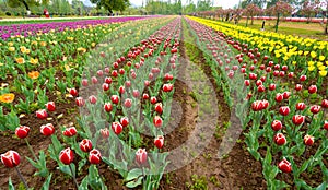Beautiful tulip flowers at Eden in Indira Gandhi Memorial Tulip Garden Srinagar is Asia largest such garden at Srinagar, Jammu and