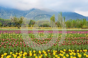 Beautiful tulip flowers at Eden in Indira Gandhi Memorial Tulip Garden Srinagar is Asia largest such garden at Srinagar, Jammu and