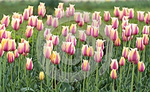 Beautiful tulip flowers at Eden in Indira Gandhi Memorial Tulip Garden Srinagar is Asiaâ€™s largest such garden at Srinagar, Jammu