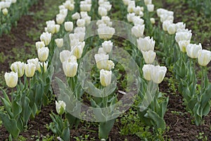 Beautiful tulip flowers at Eden in Indira Gandhi Memorial Tulip Garden Srinagar is Asiaâ€™s largest such garden at Srinagar, Jammu