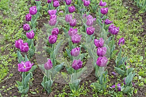 Beautiful tulip flowers at Eden in Indira Gandhi Memorial Tulip Garden Srinagar is Asiaâ€™s largest such garden at Srinagar, Jammu