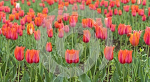 Beautiful tulip flowers at Eden in Indira Gandhi Memorial Tulip Garden Srinagar is Asiaâ€™s largest such garden at Srinagar, Jammu