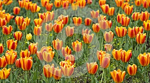 Beautiful tulip flowers at Eden in Indira Gandhi Memorial Tulip Garden Srinagar is Asiaâ€™s largest such garden at Srinagar, Jammu