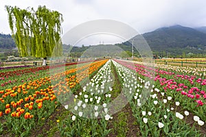 Beautiful tulip flowers at Eden in Indira Gandhi Memorial Tulip Garden Srinagar is Asiaâ€™s largest such garden at Srinagar, Jammu