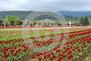 Beautiful tulip flowers at Eden in Indira Gandhi Memorial Tulip Garden Srinagar is Asiaâ€™s largest such garden at Srinagar, Jammu