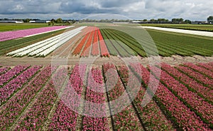 Beautiful tulip flowers grow in rural field of Horthern Holland,Netherlands