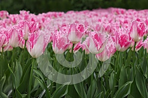 Beautiful tulip flowers growing outdoors, closeup. Spring season