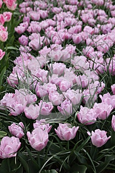 Beautiful tulip flowers growing outdoors, closeup. Spring season