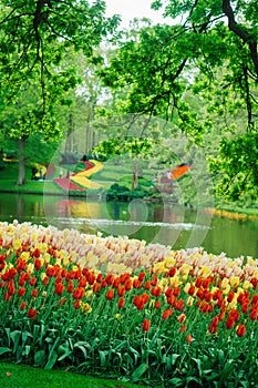 Beautiful tulip flowers in Keukenhof garden in Holland. Colorful flowers in the spring.