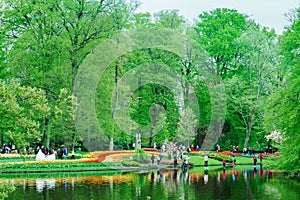 Beautiful tulip flowers in Keukenhof garden in Holland. Colorful flowers in the spring.