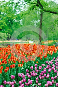 Beautiful tulip flowers in Keukenhof garden in Holland. Colorful flowers in the spring.
