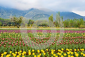 Beautiful tulip flowers at Eden in Indira Gandhi Memorial Tulip Garden Srinagar is Asia largest such garden at Srinagar, Jammu and photo