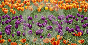 Beautiful tulip flowers is a veritable Eden in Indira Gandhi Memorial Tulip Garden Srinagar at Srina