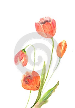 Beautiful tulip flowers on white, watercolor painting
