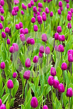 Beautiful tulip in the garden