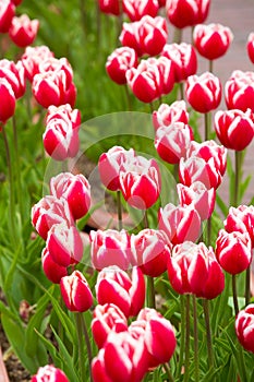 Beautiful tulip in the garden