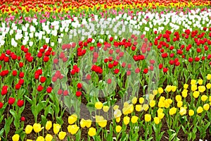 Beautiful tulip in the garden