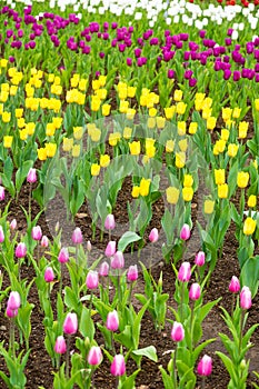 Beautiful tulip in the garden