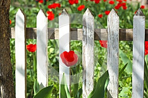 Beautiful tulip in garden near fence on sunny day.