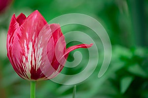 Beautiful tulip on the green background