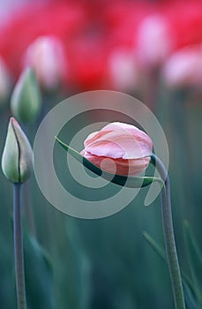 Beautiful Tulip growing in the garden, gracefully bent