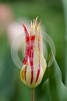 Beautiful tulip lily Marilyn