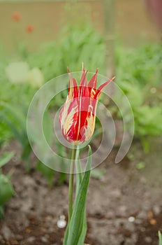 Beautiful tulip lily Marilyn