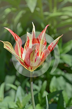 Beautiful tulip lily Marilyn