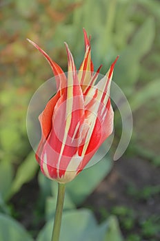 Beautiful tulip lily Marilyn