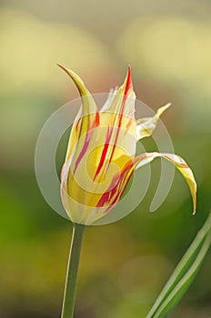 Beautiful tulip lily Marilyn