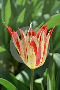 Beautiful tulip lily Marilyn