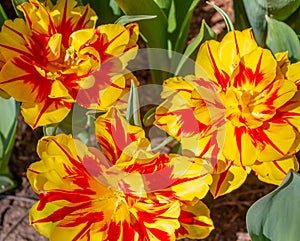 Beautiful tulip monsella flowers under the sunlight