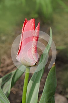 Beautiful tulip with stripe. Aladdins  flower tulip