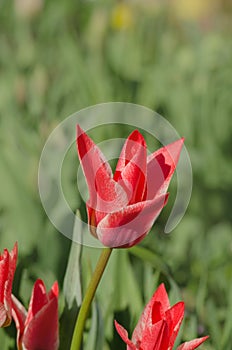 Beautiful tulip with stripe. Aladdins  flower tulip