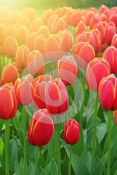 Beautiful tulips