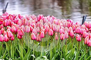 Beautiful tulips background in Keukenhof gardens, Netherlands