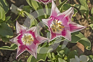 Beautiful tulips in castle garden