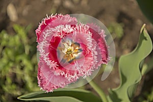 Beautiful tulips in castle garden